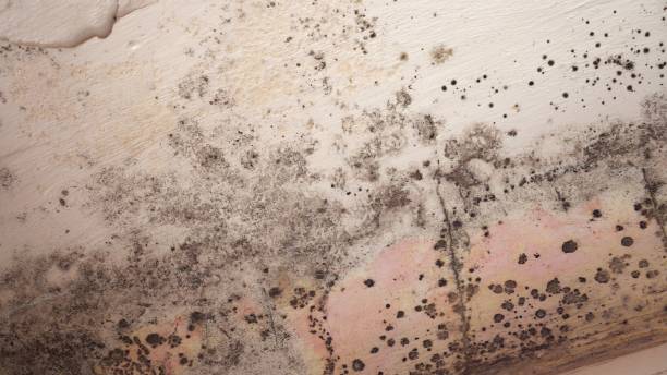 Best Emergency Mold Remediation  in St Clair Shores, MI